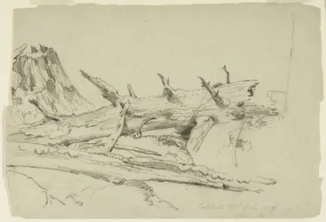 Study of a Fallen Tree Trunk, Catskill Mountains, New York, 1857